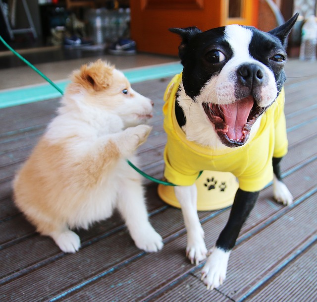 東京の犬カフェおすすめ7選 人気の店舗や気になる料金は Travelnote トラベルノート