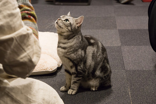 猫カフェ神奈川ランキングtop11 可愛い猫の里親になれるおすすめ店も紹介 Travelnote トラベルノート