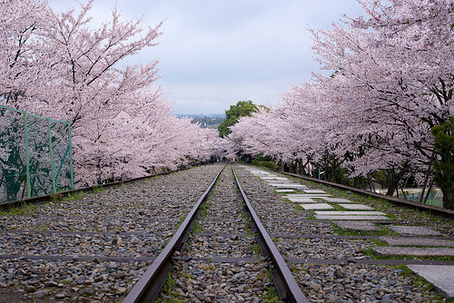 蹴上インクラインは世界最長の傾斜鉄道跡地 桜 紅葉の見頃やアクセスは Travelnote トラベルノート