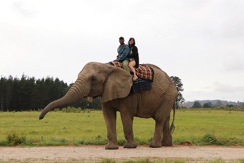 タイで象乗り体験ができるおすすめスポット7選 観光客から人気の場所ばかり Travelnote トラベルノート