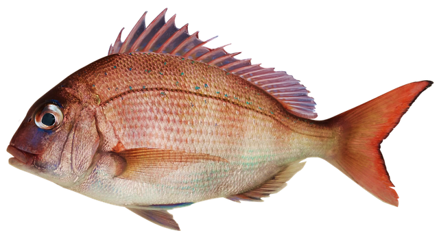 メイチダイの刺身が絶品 高級魚の値段や釣り方 おすすめの食べ方とは Travelnote トラベルノート