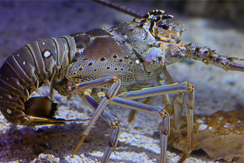 spiny lobster 