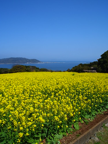 滝川菜の花の見頃の時期やアクセス方法は まつりの情報もチェック Travelnote トラベルノート