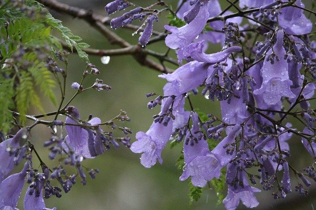 ジャカランダの花は世界三大花木の一つ 日本で見られる名所をご紹介 Travelnote トラベルノート