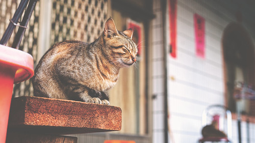 年版 千葉県の猫カフェまとめ かわいい 癒やされる人気店をご紹介 Travelnote トラベルノート