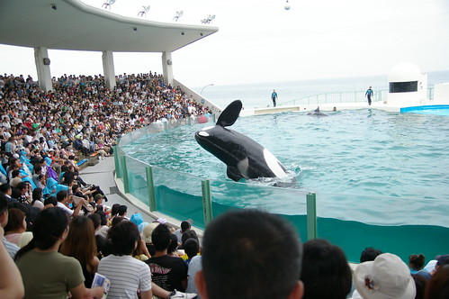 日本でシャチに会える水族館はどこ ショーが見られる施設もあり Travelnote トラベルノート