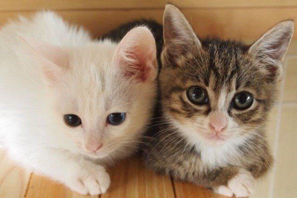 札幌のおすすめ猫カフェ厳選4選！かわいい猫と触れ合おう！