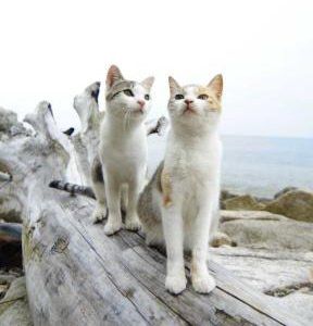 愛媛の青島は猫の島！行き方・アクセス・フェリー・観光・ツアー情報など