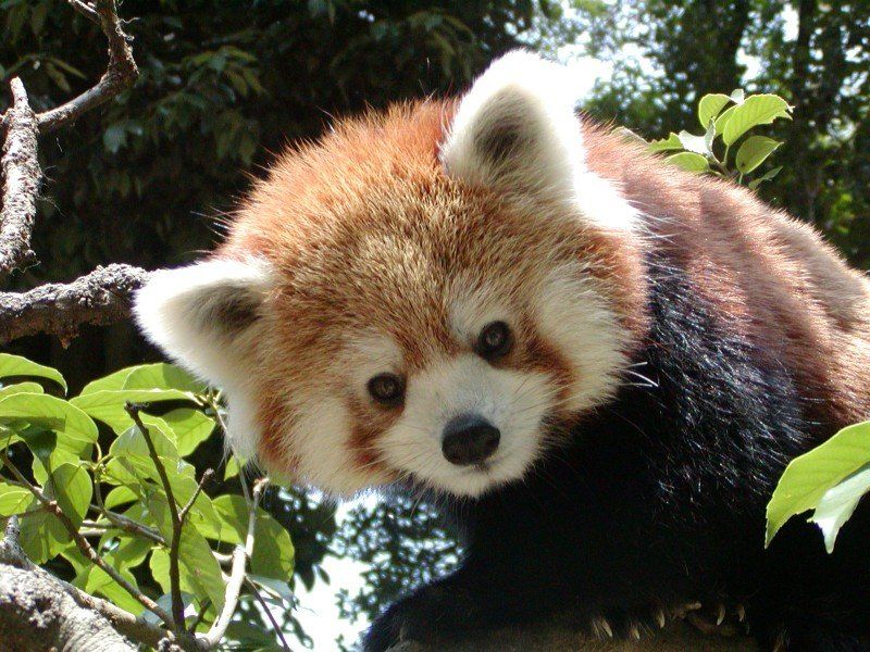 盛岡の動物園『盛岡市動物公園』で癒される！かわいい生き物が人気！