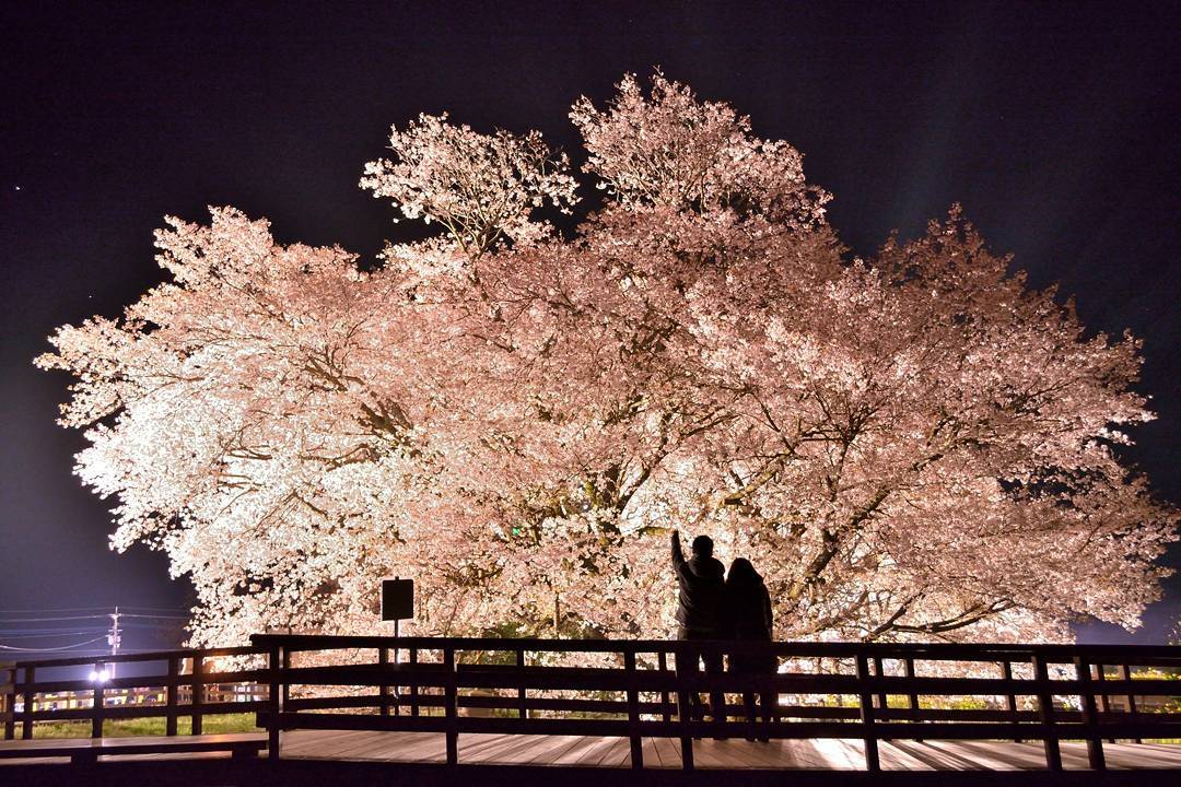 熊本の『一心行の大桜』は桜の名所！2017年のお花見開花予想は？