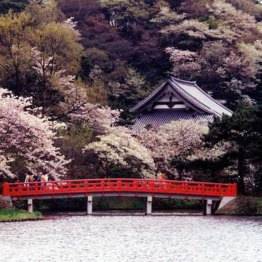 神奈川で桜を見よう 開花時期から県内の名所 桜祭り情報もご紹介 Travelnote トラベルノート