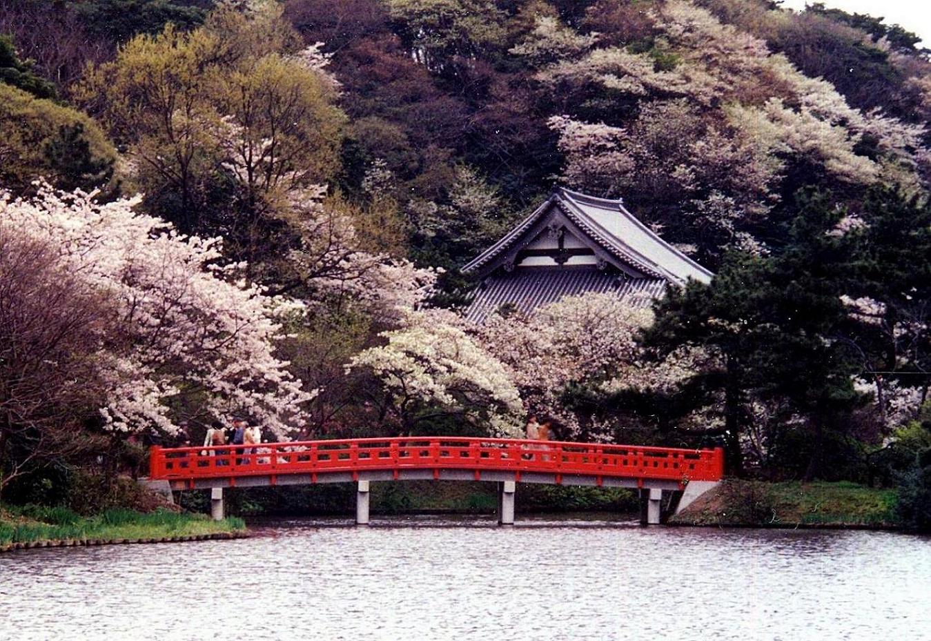 神奈川で桜を見よう 開花時期から県内の名所 桜祭り情報もご紹介 Travelnote トラベルノート