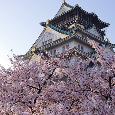 大阪城公園の桜の見頃は ライトアップの時間帯 屋台情報も調査 Travelnote トラベルノート