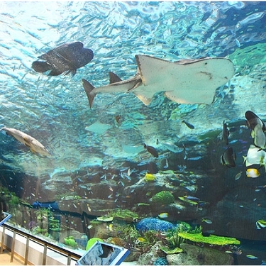 名古屋港水族館デート特集 人気のプランやおすすめスポットも Travelnote トラベルノート