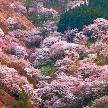 吉野山の桜の見頃情報 千本桜へのアクセス 周辺ランチもご紹介 Travelnote トラベルノート