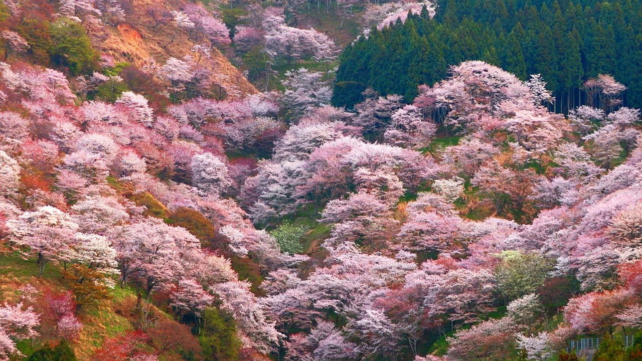 吉野山の桜の見頃情報！千本桜へのアクセス・周辺ランチもご紹介