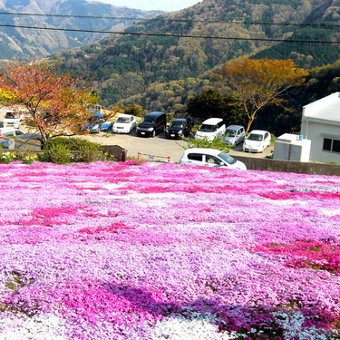 徳島 美馬市の観光は芝桜で始まる ランチ情報や子連れで川遊びスポットなど Travelnote トラベルノート