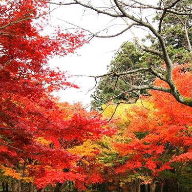 滋賀県の紅葉おすすめスポットのご紹介 ライトアップにメタセコイアは黄金色 Travelnote トラベルノート