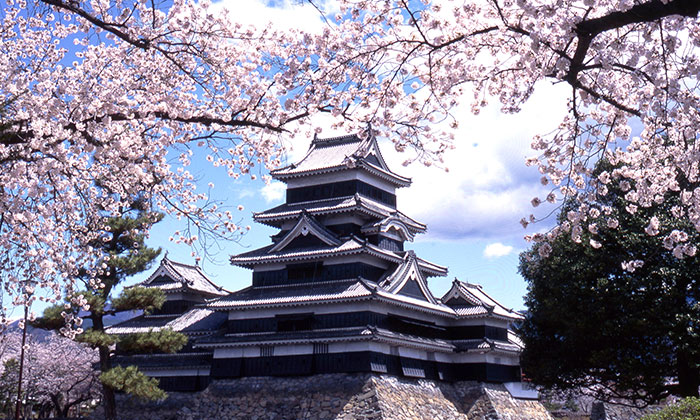 松本城の桜を楽しもう！見どころから夜桜見物や駐車場情報まで