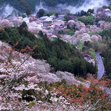 吉野山の桜の見頃情報 千本桜へのアクセス 周辺ランチもご紹介 Travelnote トラベルノート
