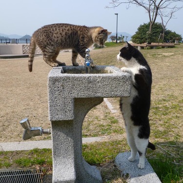 日本全国の猫島を総ざらい 関東から瀬戸内海 九州までを網羅 3ページ目 Travelnote トラベルノート