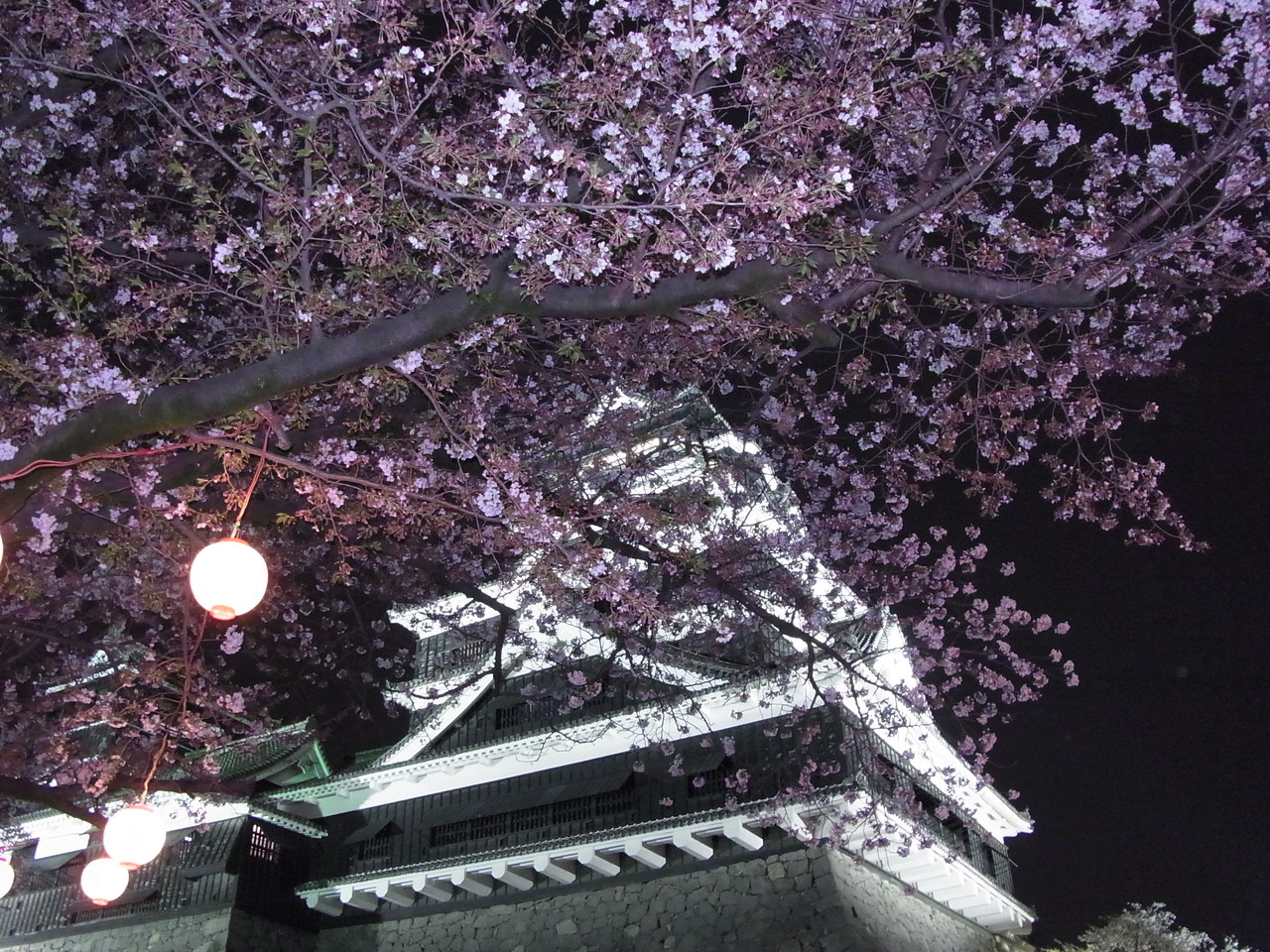 熊本城の17年桜開花状況は 花見に最適な見頃は ライトアップは Travelnote トラベルノート