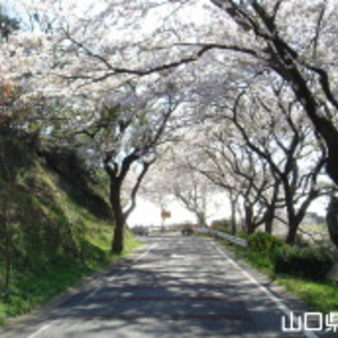 竜王山公園は桜の名所 見ごろはいつ おすすめのお花見スポットは Travelnote トラベルノート
