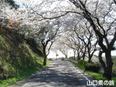 竜王山公園は桜の名所！見ごろはいつ？おすすめのお花見スポットは？