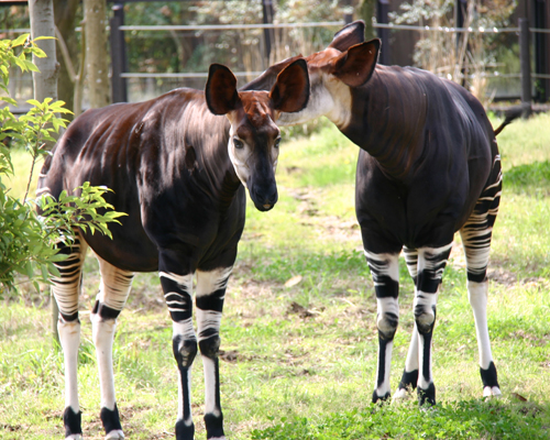 よこはま動物園ズーラシアの料金は 割引 クーポンなどはある Travelnote トラベルノート