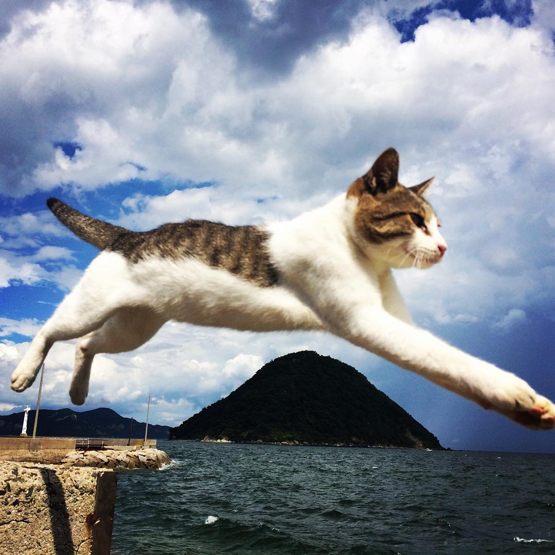 佐柳島は猫の島 観光や釣りなどの遊び 食事をまとめ アクセス情報もあり Travelnote トラベルノート