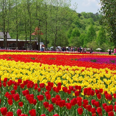 世羅高原農場は芝桜とチューリップの名所 家族で楽しめる アクセス 見ごろは Travelnote トラベルノート