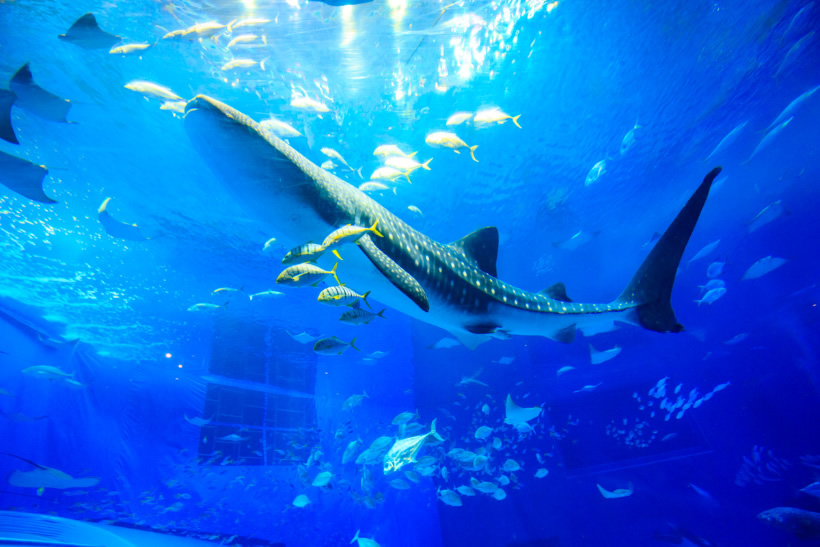 沖縄美ら海水族館巡り！入場料の割引方法からジンベイザメまでくまなくご紹介！