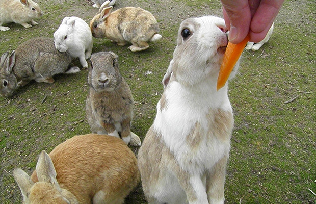 大久野島はうさぎ島 行き方は 宿泊できる エサやり ふれあいで癒されよう Travelnote トラベルノート