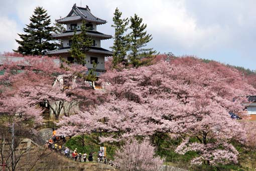 高遠城址公園桜まつり 見頃や見どころを網羅 駐車場やアクセスは Travelnote トラベルノート