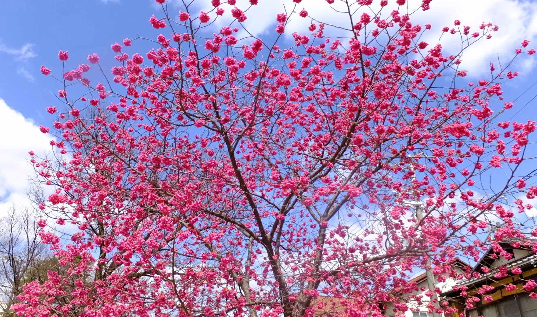 沖縄の桜 寒緋桜 名所ご紹介 日本一早いお花見の時期はいつ Travelnote トラベルノート