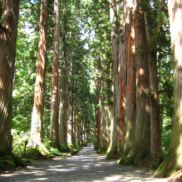 戸隠神社の奥社は屈指のパワースポット 五社を巡ってパワーを充電しよう Travelnote トラベルノート