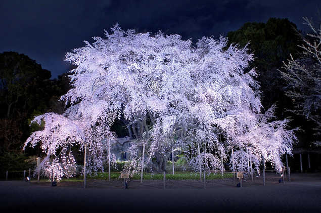 東京の夜桜で花見 おすすめの穴場を紹介 ライトアップはデートにピッタリ Travelnote トラベルノート