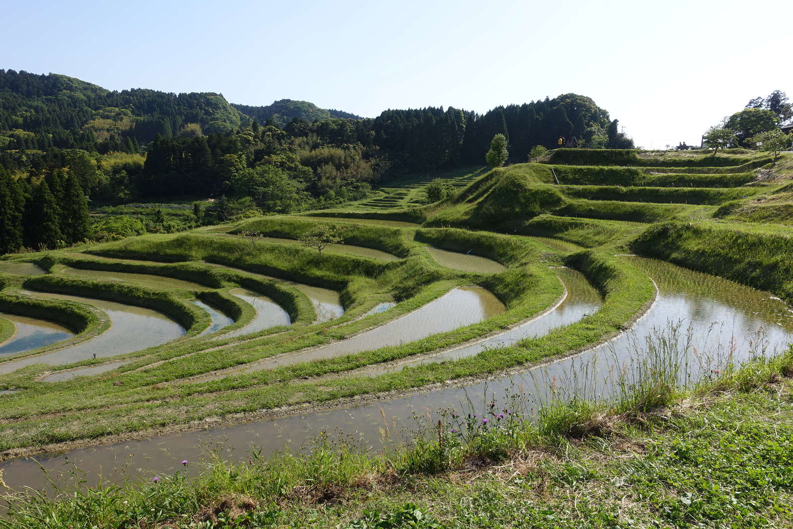 大山千枚田へのアクセスは 幻想的なライトアップはいつ 駐車場情報も Travelnote トラベルノート