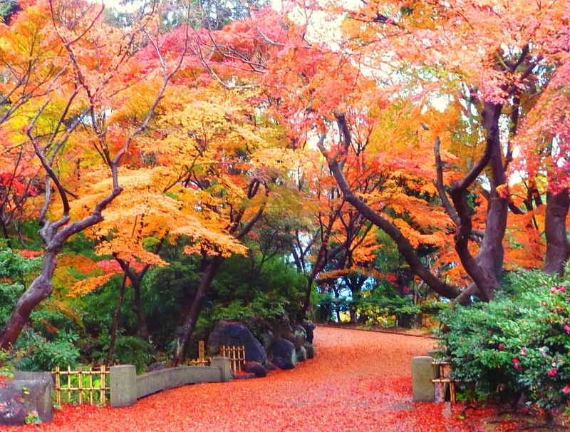 神戸の紅葉が楽しめるおすすめスポットをご紹介！穴場の見所も！