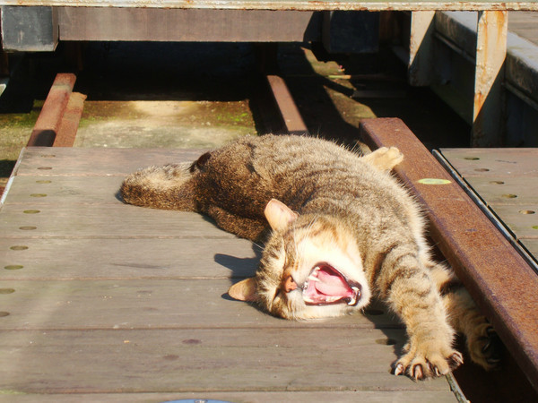 猴硐は台湾の猫村 世界６大猫スポットの一つ 自由に暮らす猫に癒される Travelnote トラベルノート