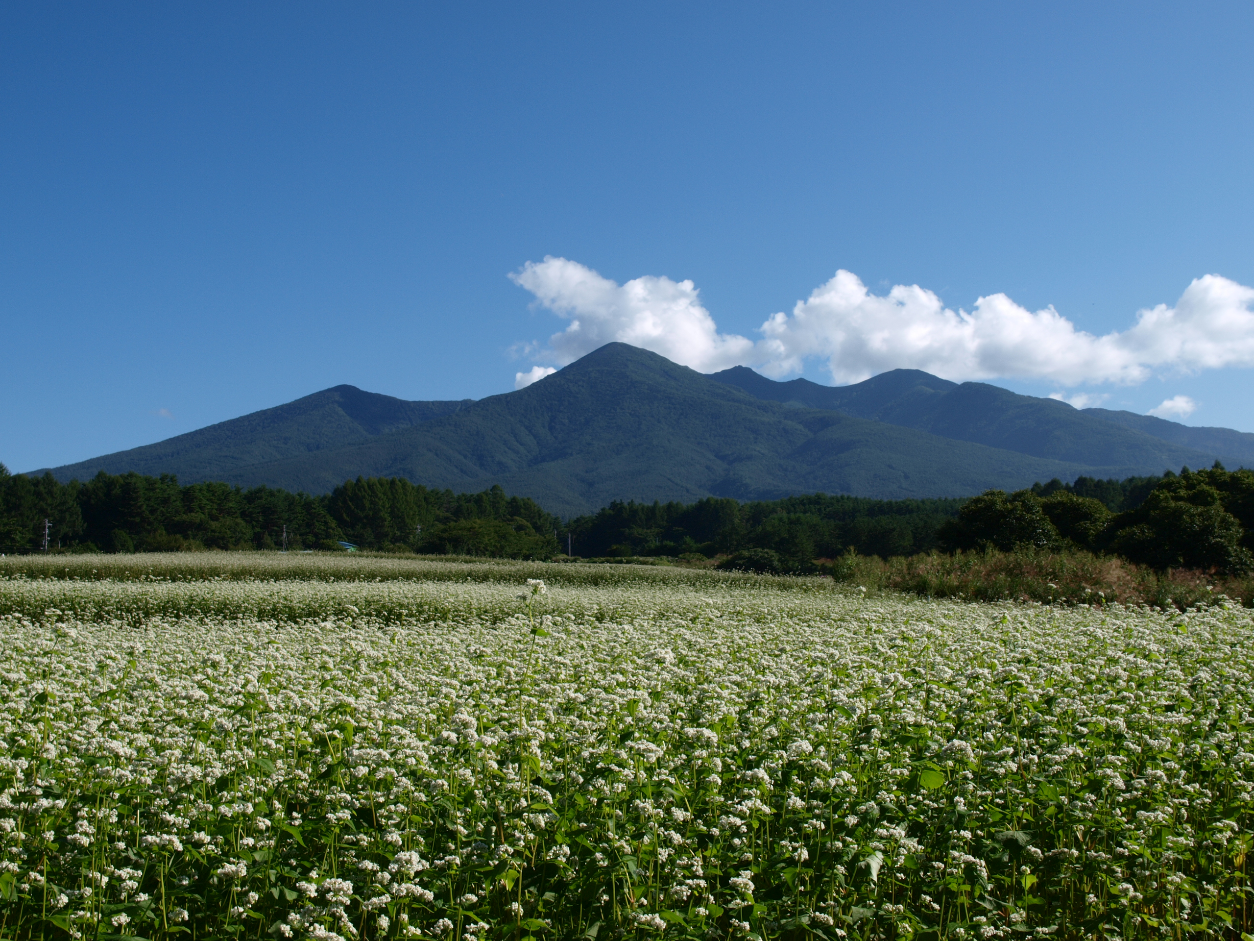 八ヶ岳登山を楽しもう 初心者でも安心な難易度のコースで日帰りも可能 Travelnote トラベルノート