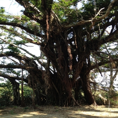 キジムナーとは 沖縄の樹木に住む幸運の精霊 目撃情報もあり Travelnote トラベルノート