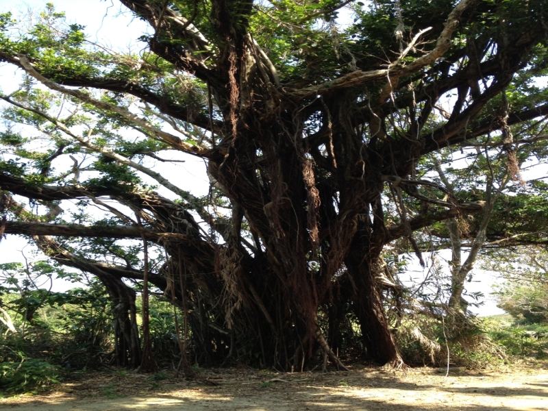 キジムナーとは？沖縄の樹木に住む幸運の精霊？目撃情報もあり！