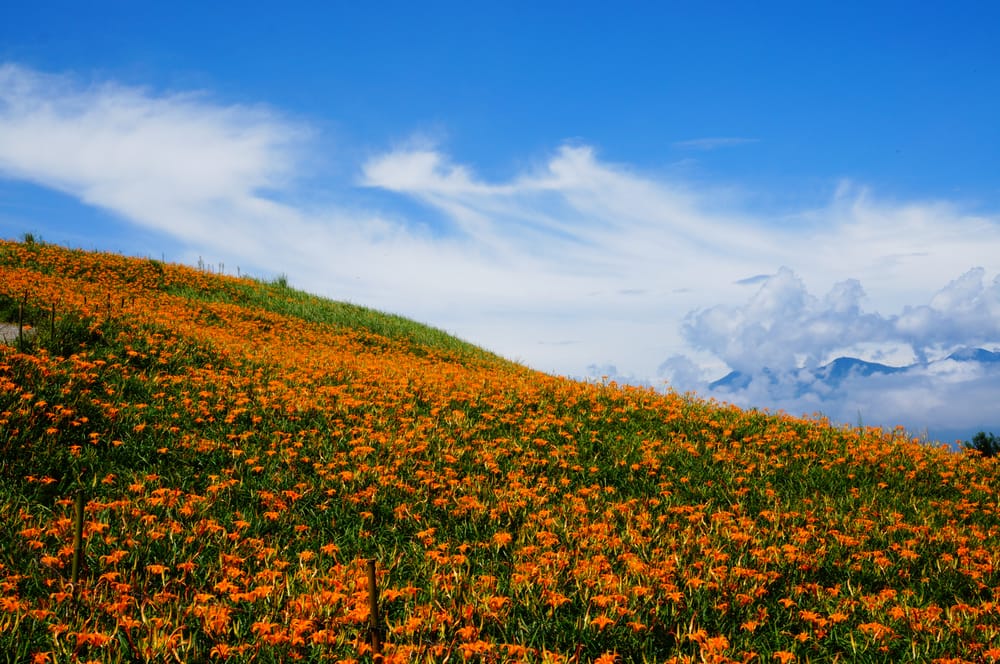 花蓮の六十石山で金針花の花畑に感動！台湾でも有名な絶景スポット！