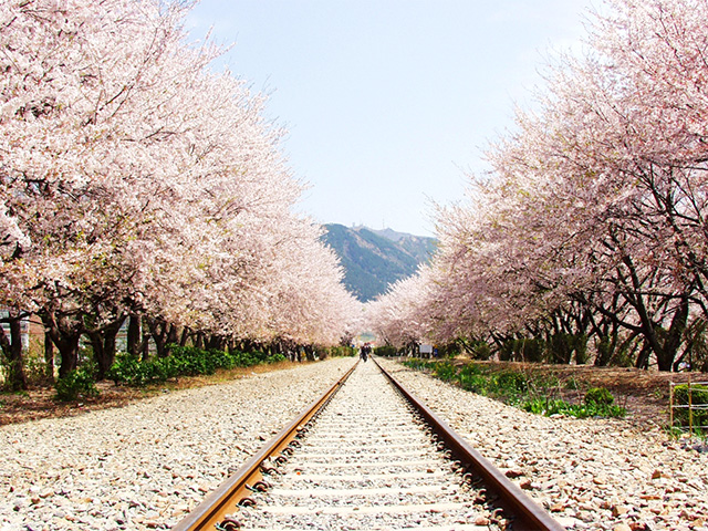 韓国 鎮海観光 桜の名所で有名 軍港祭は見どころ満載でおすすめ Travelnote トラベルノート