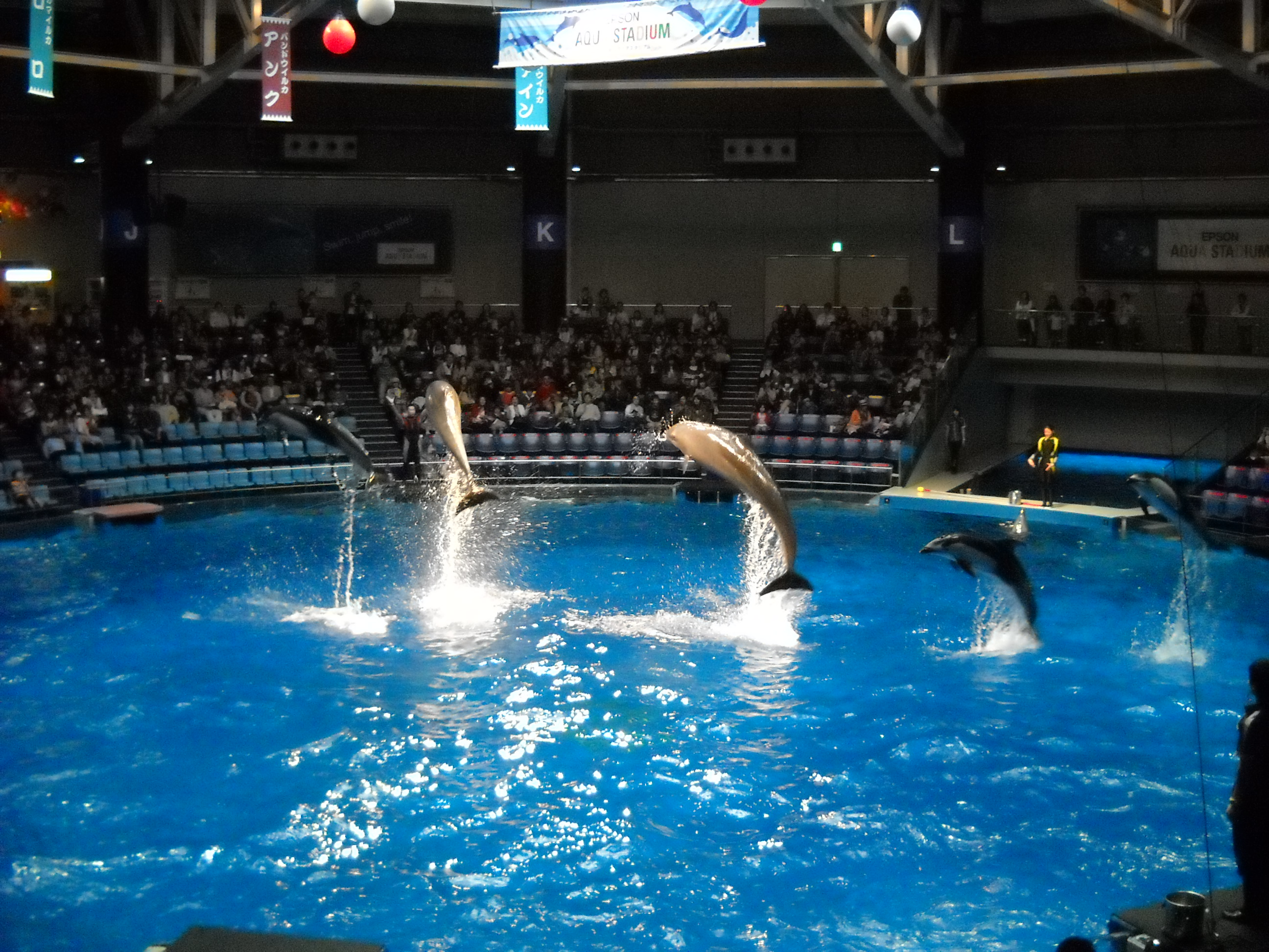 関東のおすすめ水族館ガイド デートに人気の施設は夜も楽しめる Travelnote トラベルノート