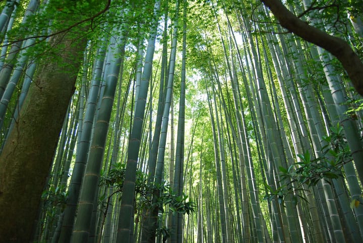 鎌倉の竹林といえば報国寺 アクセス方法やおすすめの時期を紹介 Travelnote トラベルノート