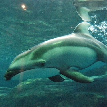 関西のおすすめ水族館ガイド 人気のナイトツアーで夜の水族館を楽しもう Travelnote トラベルノート