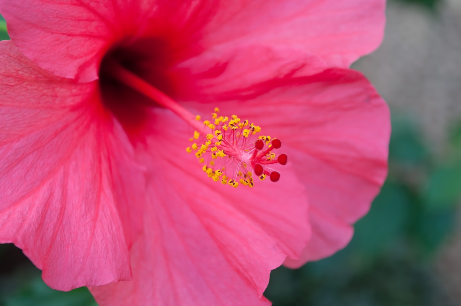 ハワイの定番の花の名前 8種類の意味と花言葉 レイで使われる花も Travelnote トラベルノート