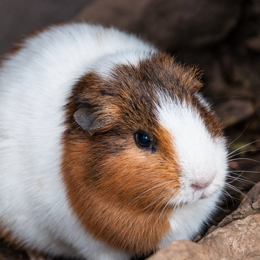 関西のおすすめ動物園は 人気のふれあいコーナーでかわいい動物に癒されよう Travelnote トラベルノート